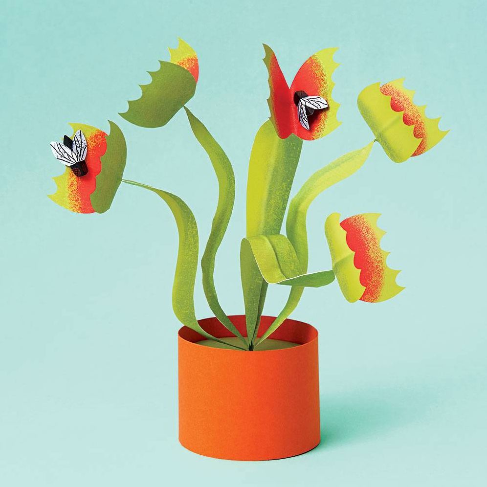 Venus Flytrap Kit