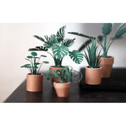 Paper Plants