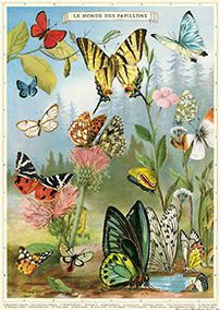 Butterflies Flat Wrap