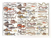 Marine - Gift & Creative Paper Book